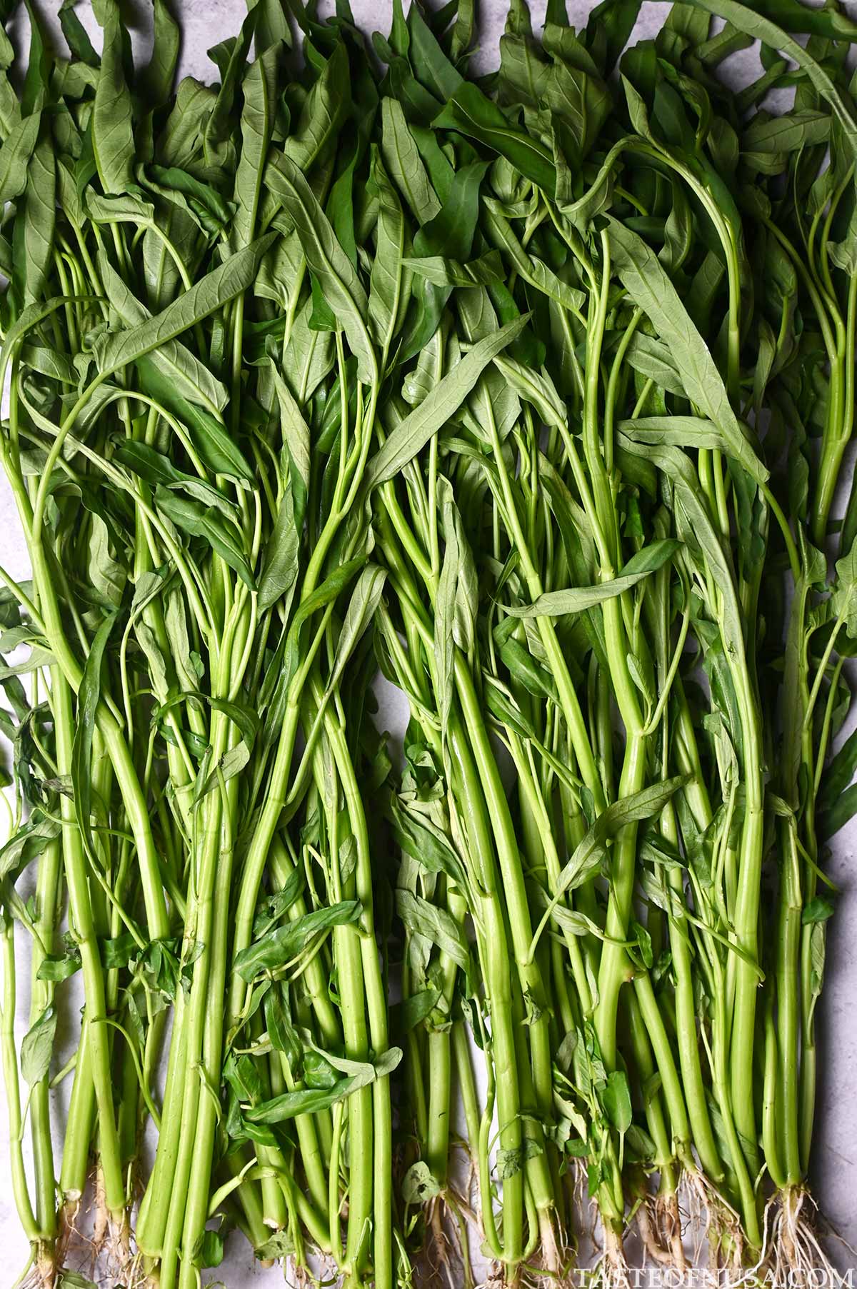 morning glory or water spinach or kangkung